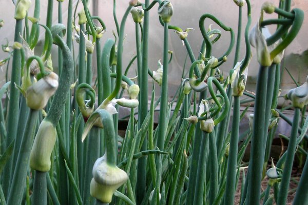 Кракен маркетплейс ссылка - полное руководство