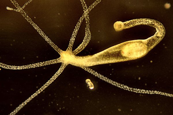 Официальный кракен онлайн