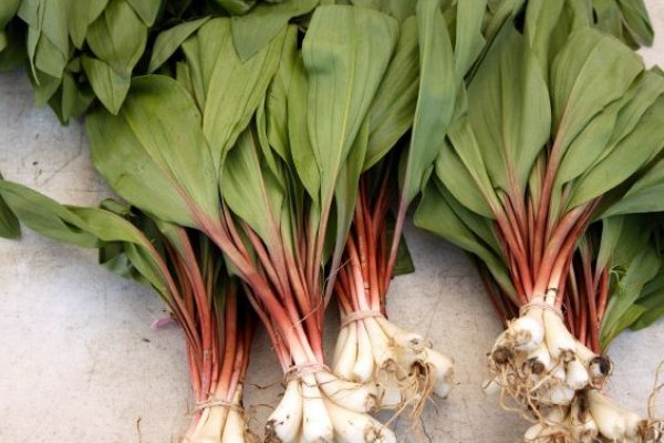 Kraken это для профессионалов